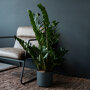 Emerald palm in woonkamer